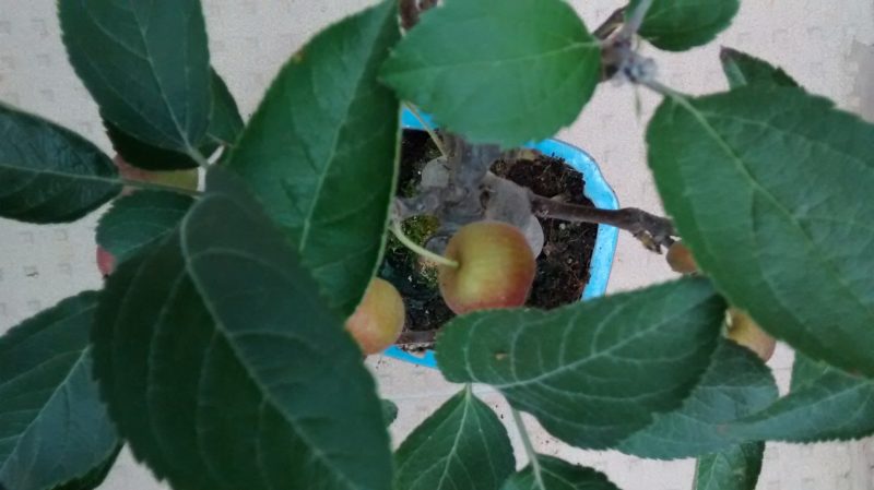 img_20161009_115244487