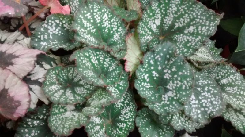 img_20161009_134752517