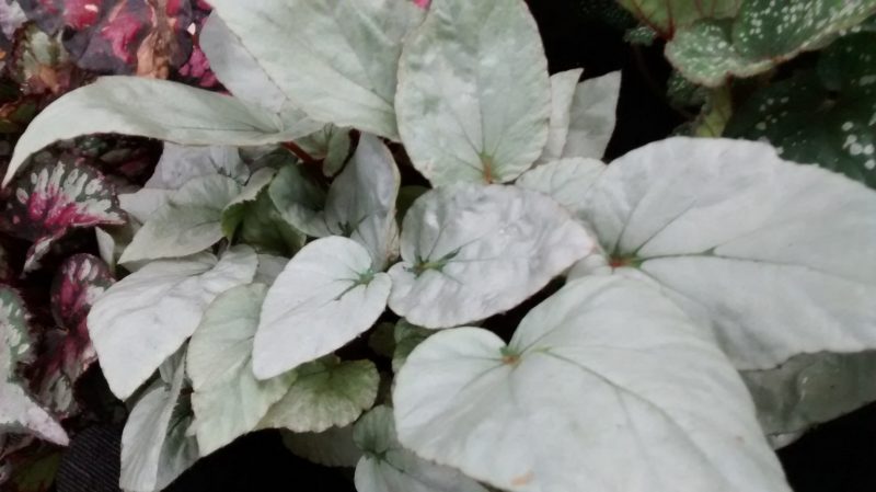 img_20161009_134802221