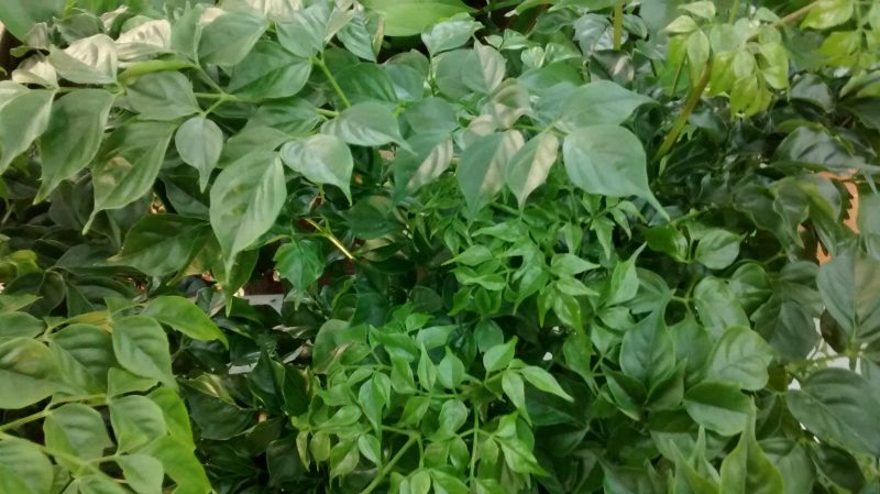 img_20161011_091431749