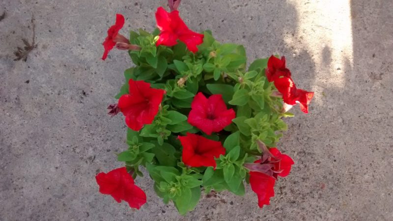 img_20161011_101551508