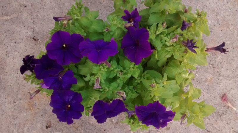 img_20161011_101745145