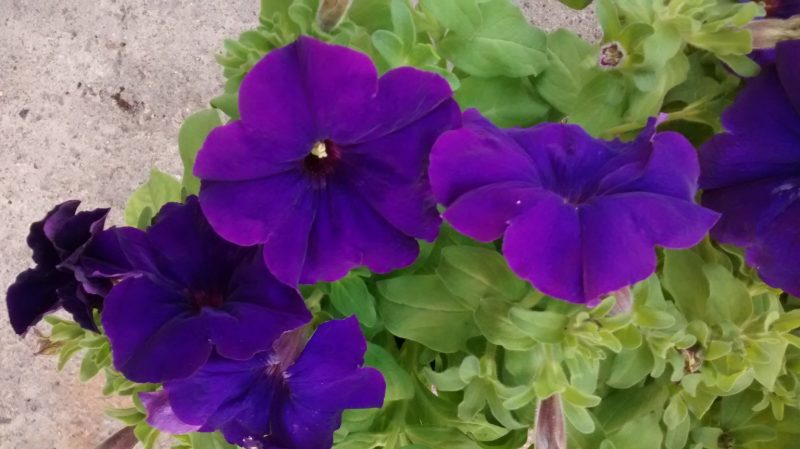 img_20161011_101749561