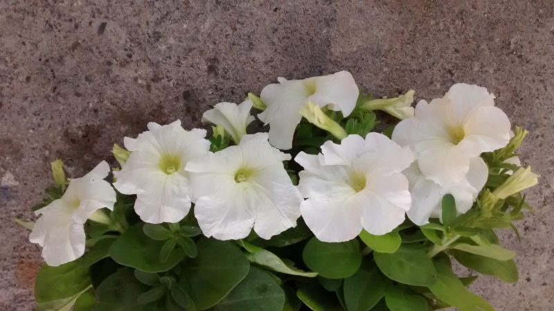 img_20161011_101915159