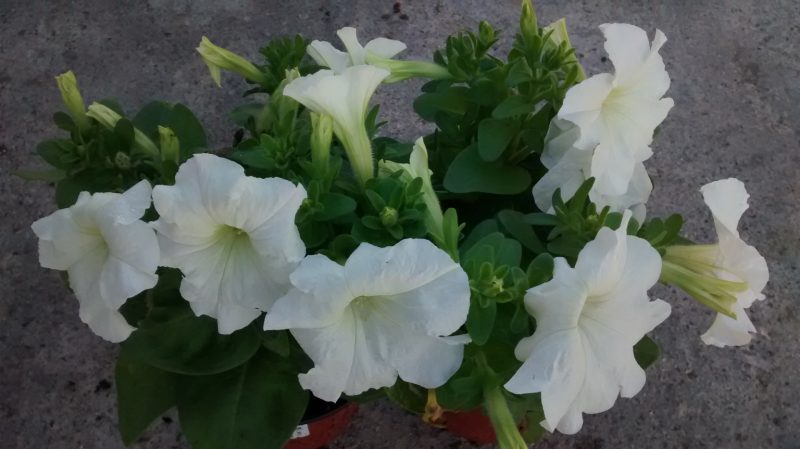 img_20161011_101932072