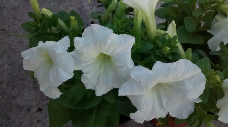 img_20161011_101935112