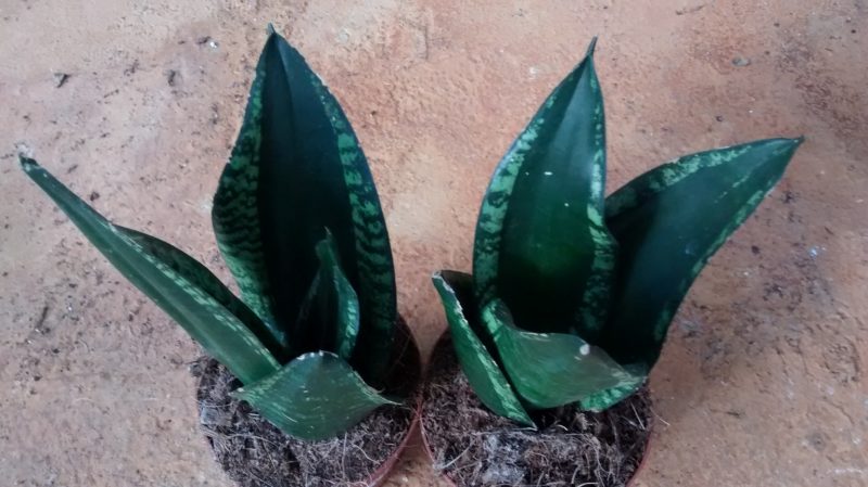 img_20161011_170602434