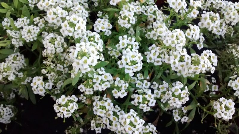 img_20161015_190410954