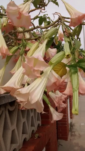 img_20161017_132633708