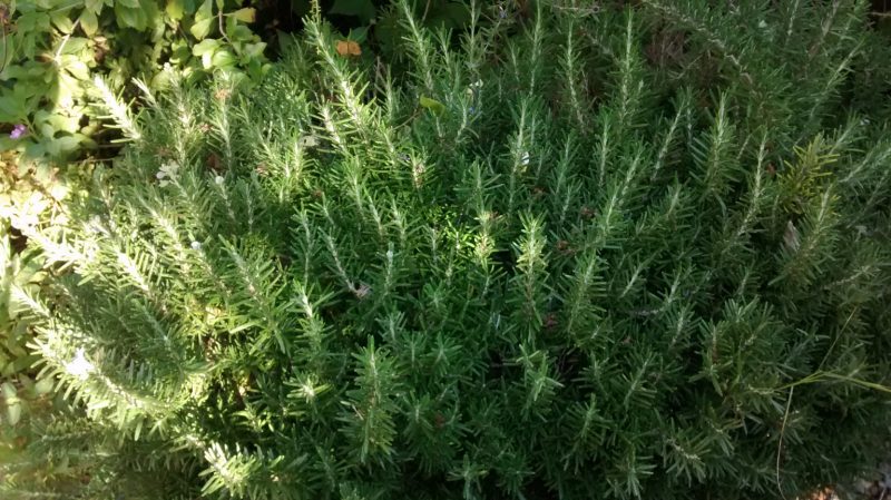 img_20161107_123006026