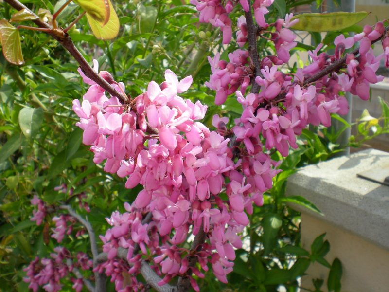dscn0227