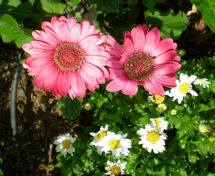 dscn0251
