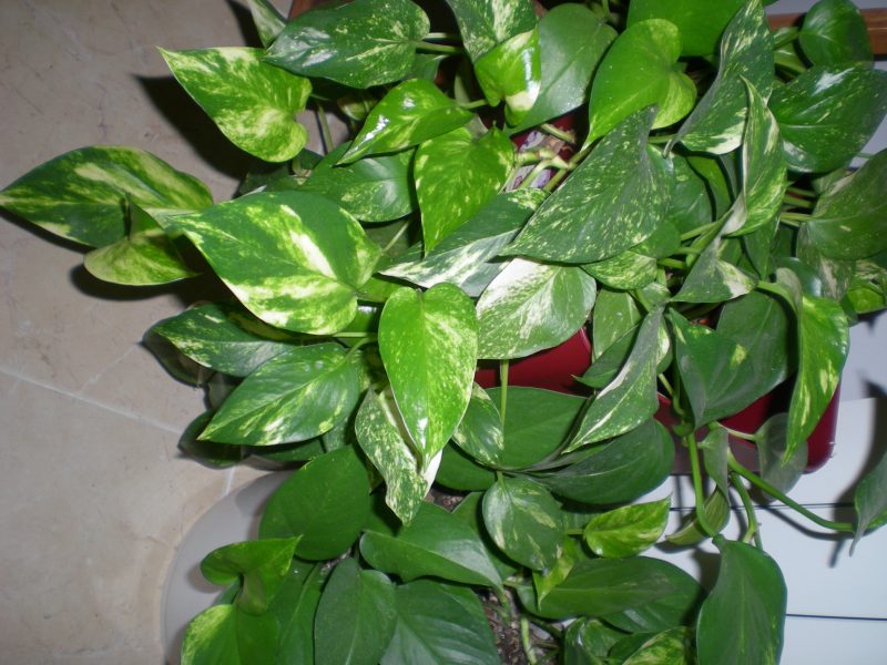 dscn4440