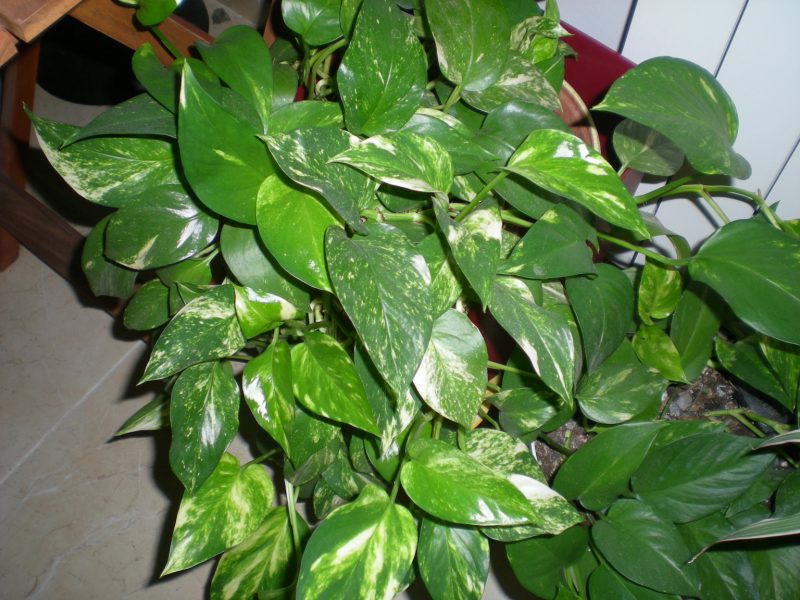 dscn4441