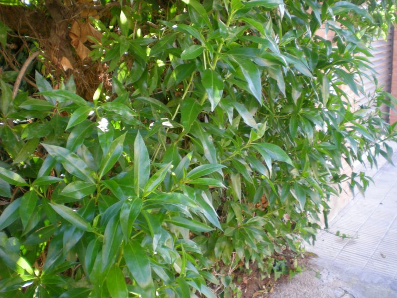 dscn4459