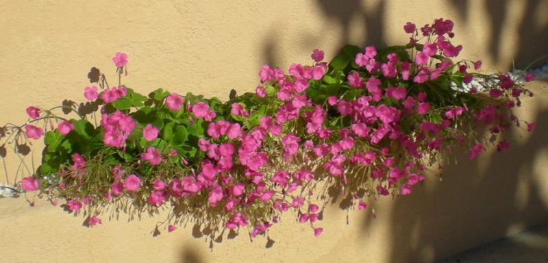 dscn4466