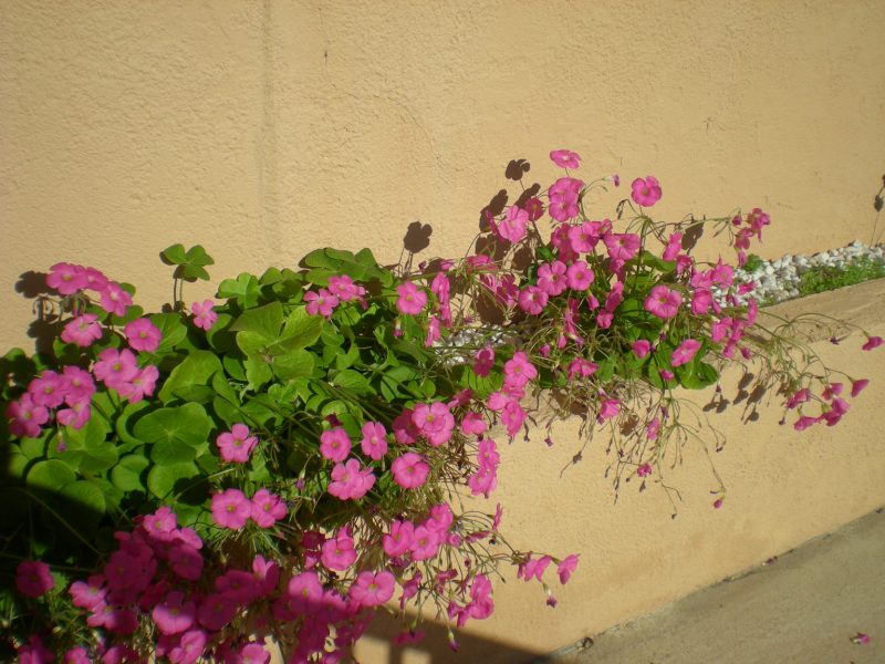 dscn4468