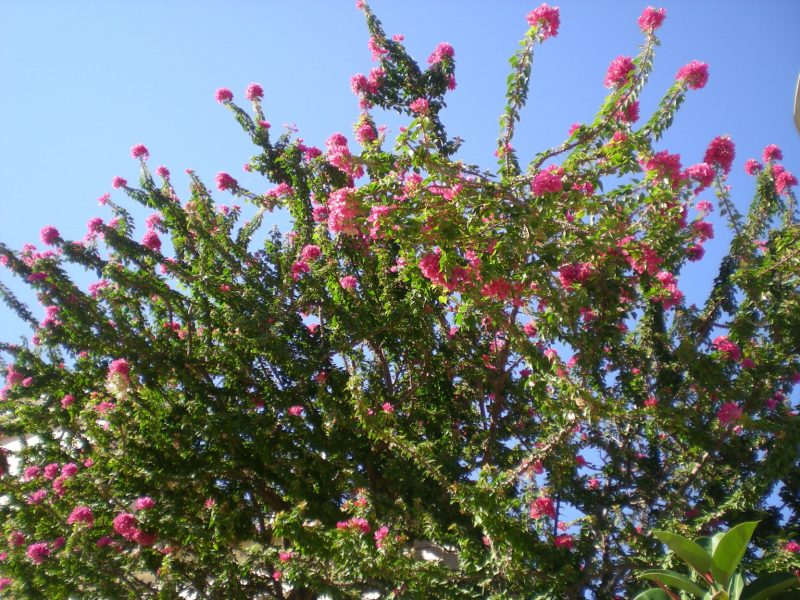 dscn4481