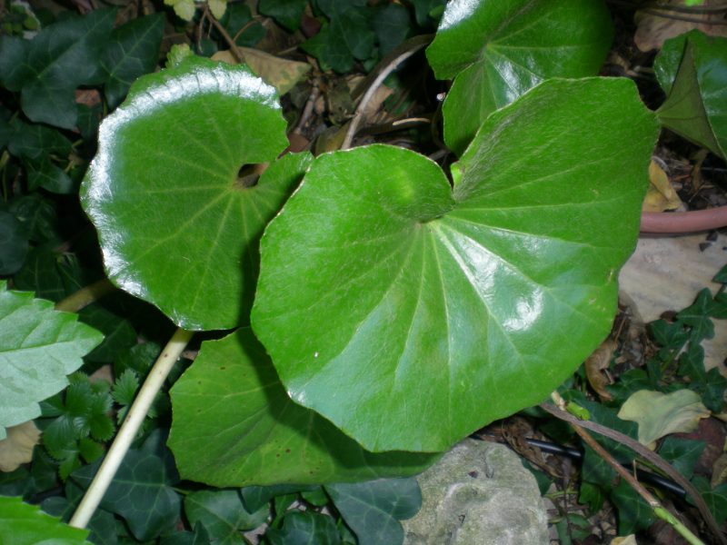 dscn4497