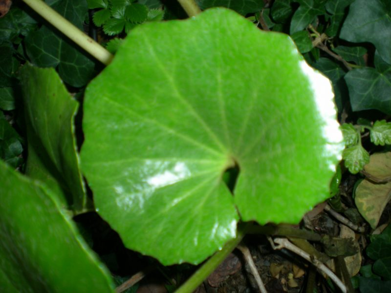 dscn4499