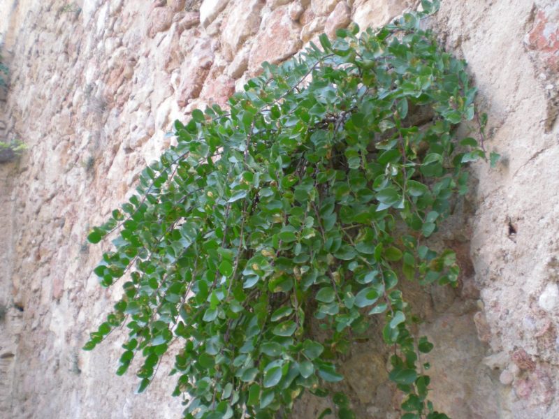 dscn4638
