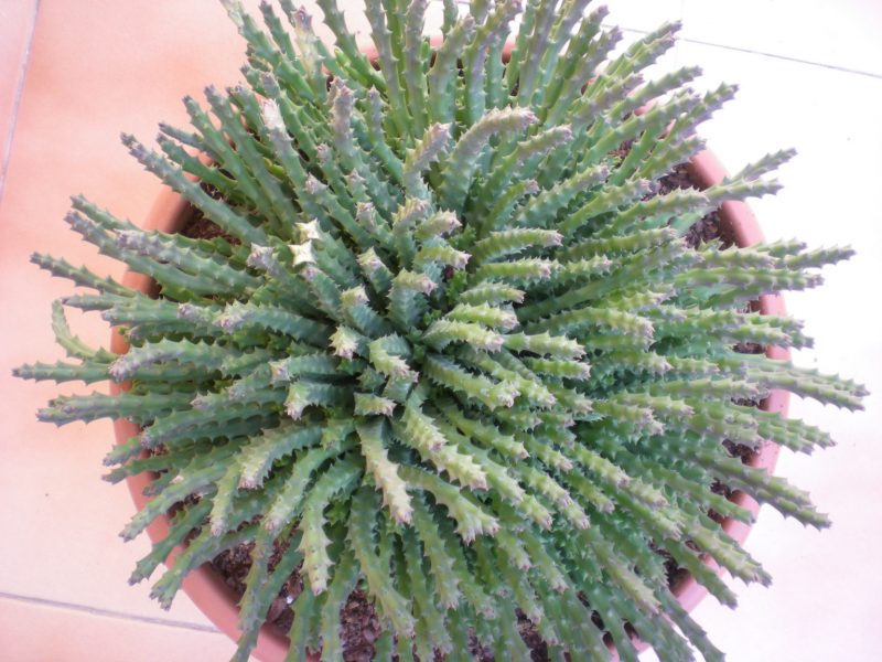 dscn4781