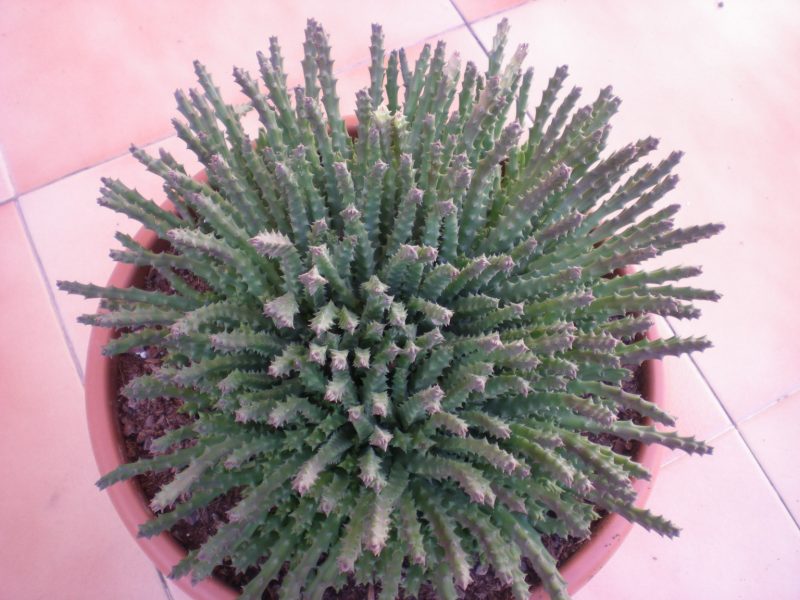 dscn4782