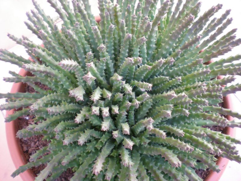 dscn4783