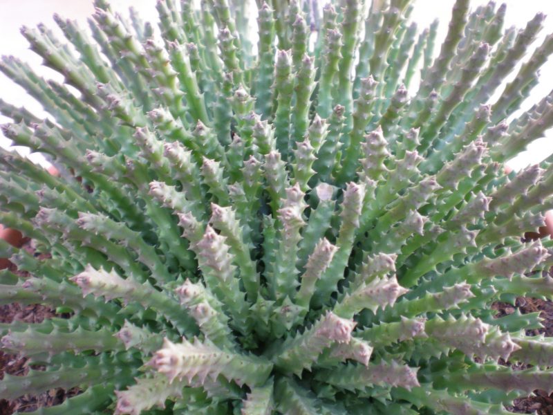 dscn4784