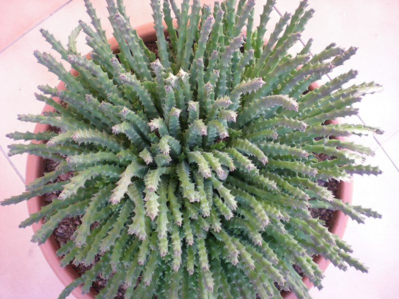 dscn4785