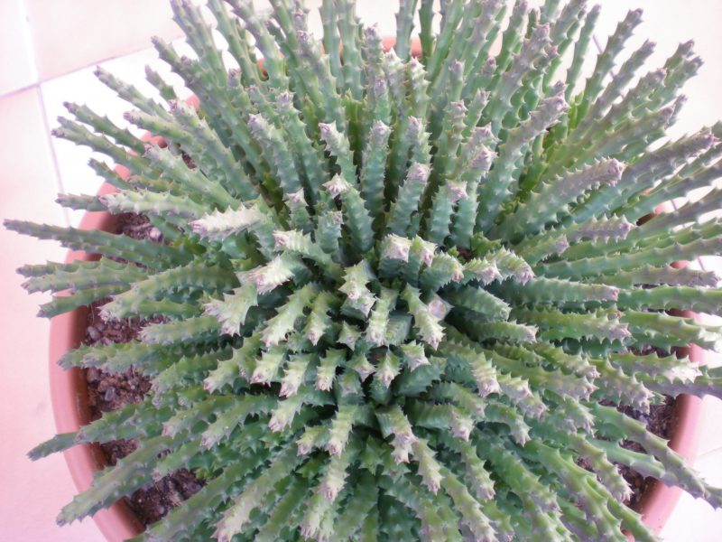 dscn4786