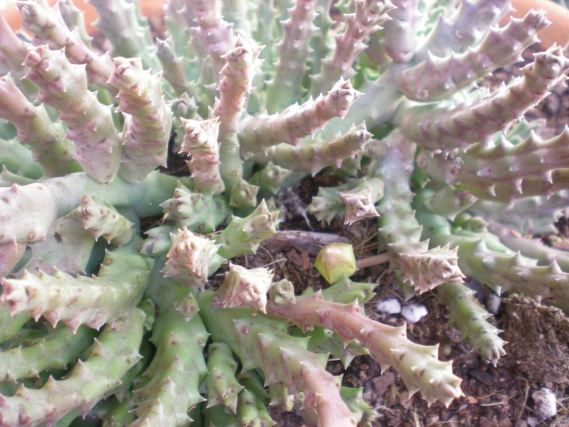 dscn4787