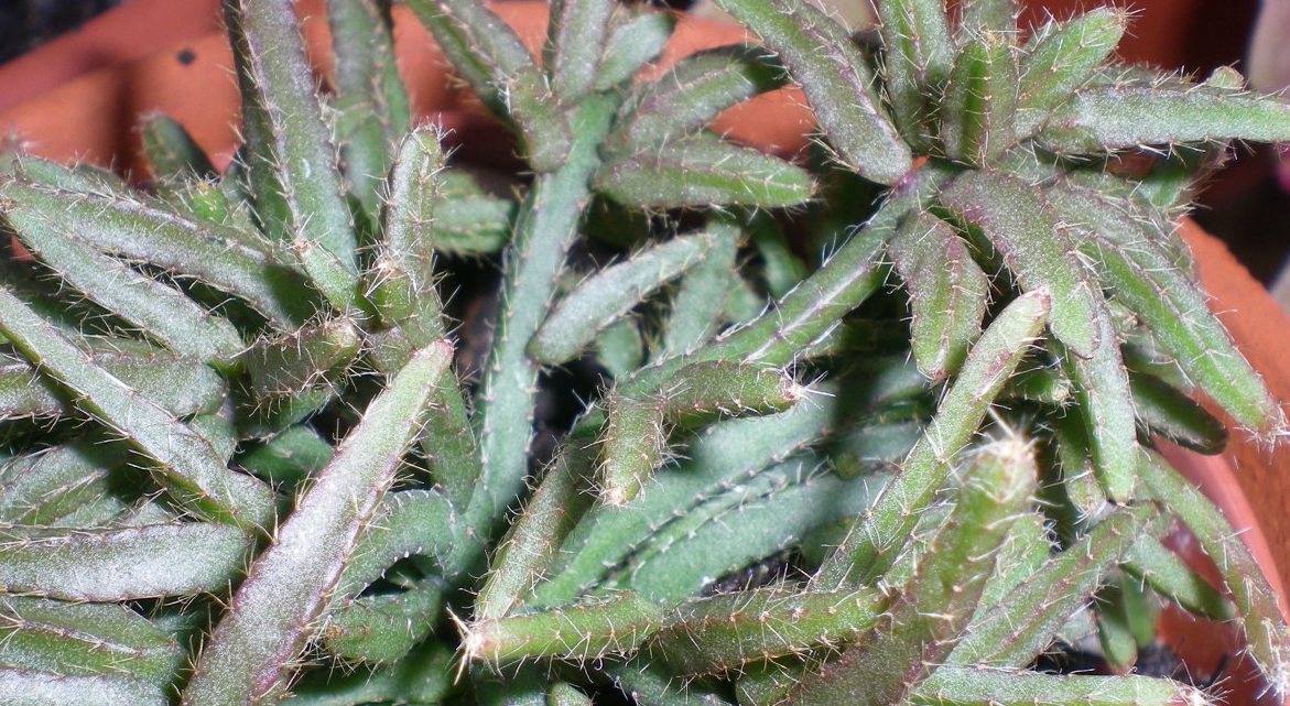 dscn4791