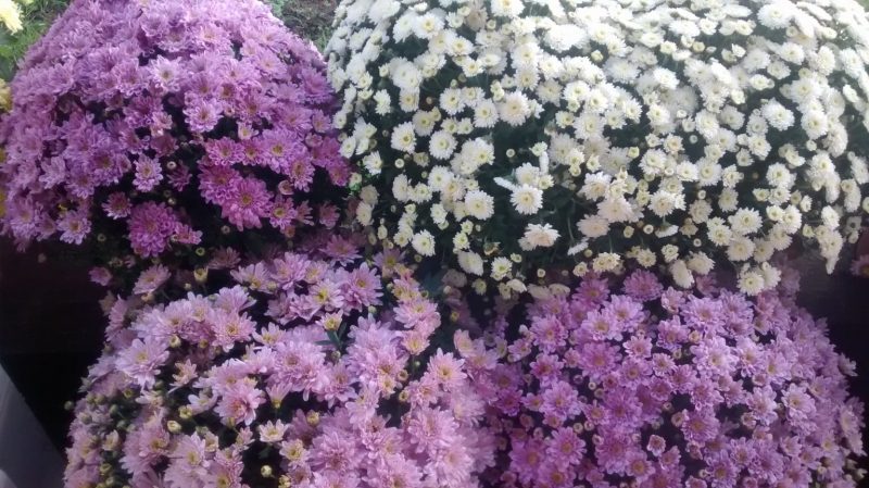 img_20161103_115550720