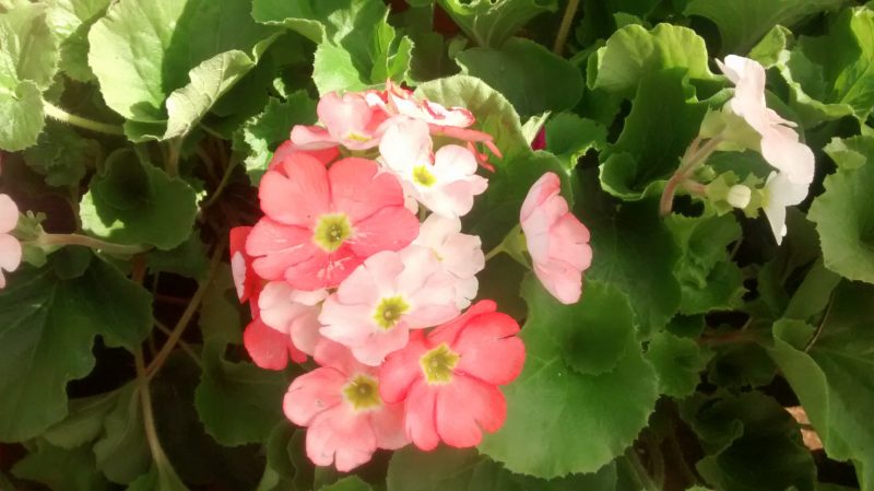 img_20161103_123914788