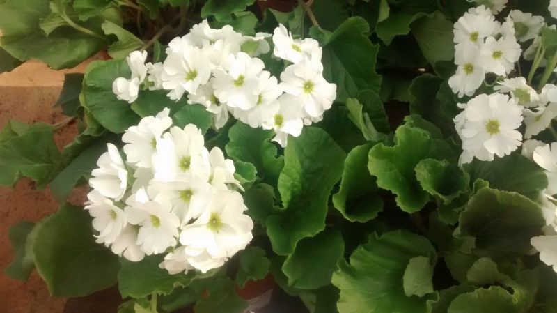 img_20161103_123920296