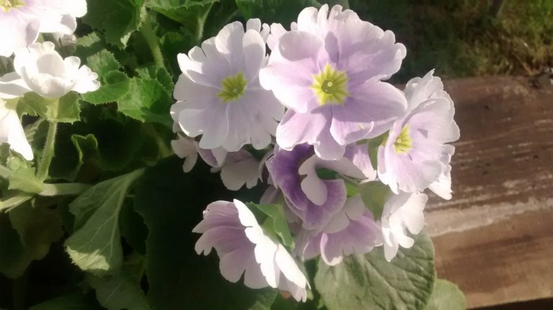 img_20161103_123952759
