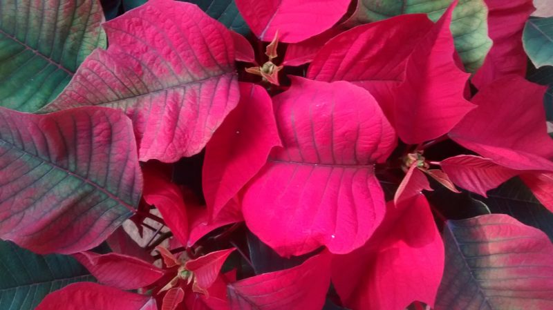 img_20161103_124123683