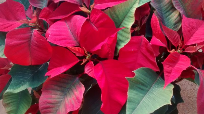 img_20161103_124149237