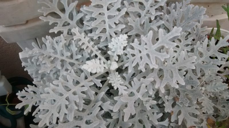 img_20161103_131521620