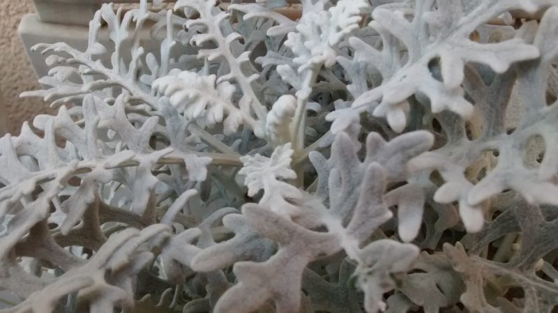 img_20161103_131530579