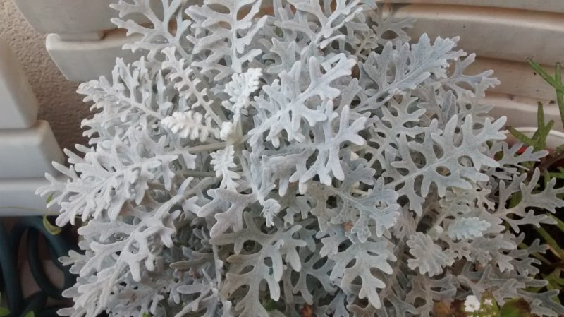 img_20161103_131536268