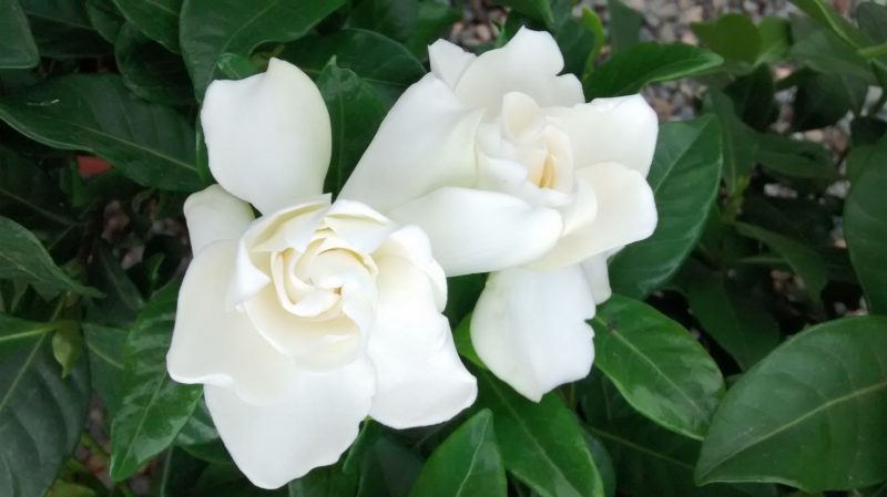 img_20161104_154635877