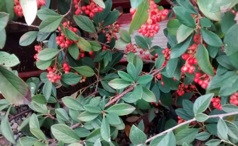 img_20161104_154741621