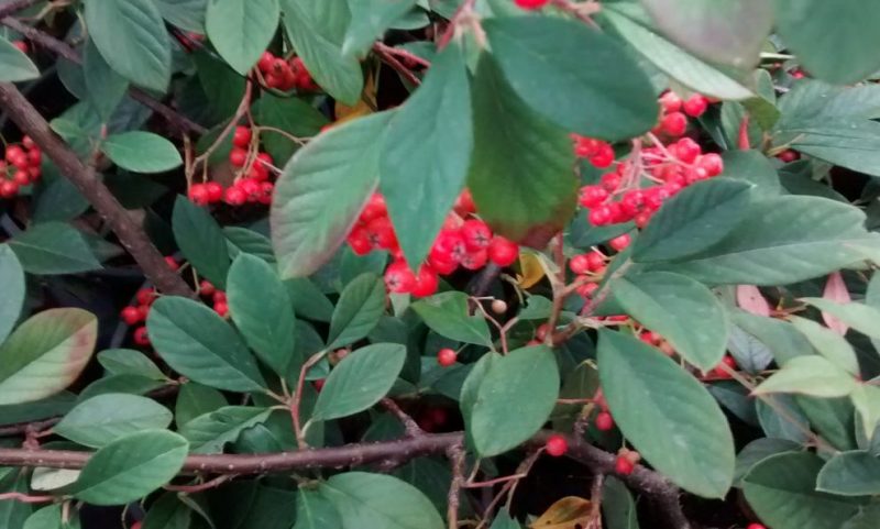 img_20161104_154746703