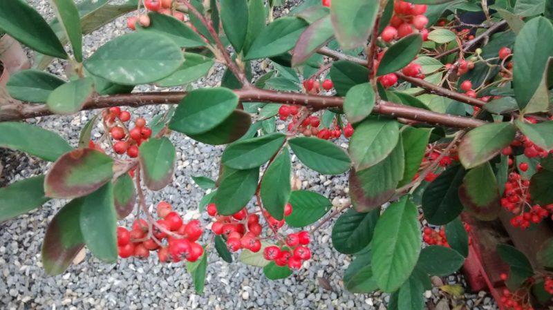 img_20161104_154754748