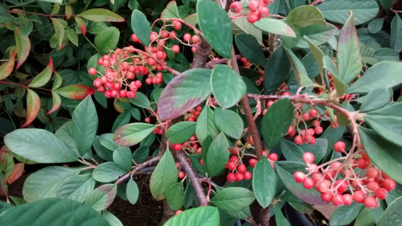 img_20161104_154758247