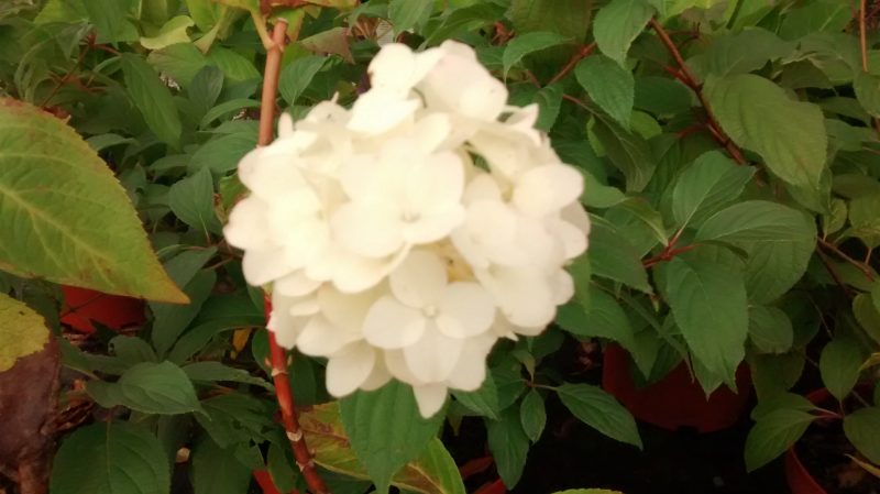 img_20161104_154939502