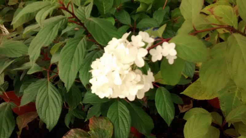 img_20161104_155005180