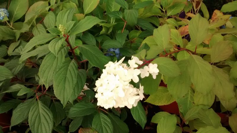 img_20161104_155011627